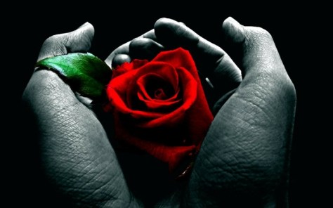 flowers-hands-roses-red-flowers-red-rose-1280x800-wallpaper_1